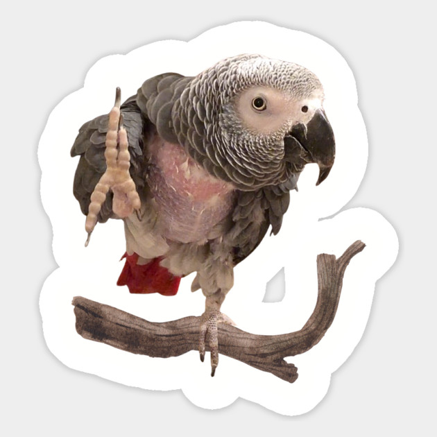 Einstein Parrot Waving Magnet by Einstein Parrot