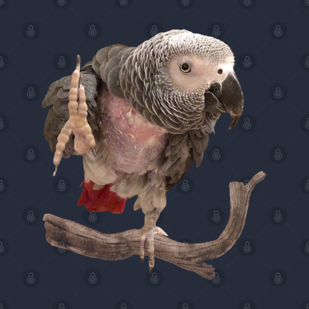 Einstein Parrot Waving by Einstein Parrot