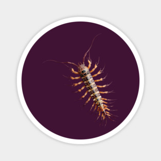 Realistic Centipede Trompe l'oeil Gag Prank Insect Magnet