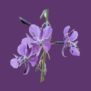 Wild Hyacinth T-Shirt