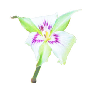 Trillium undulatum T-Shirt