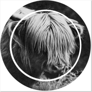 Highland Cow Calf Posters and Art