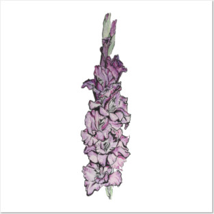 Gladiolus Posters and Art