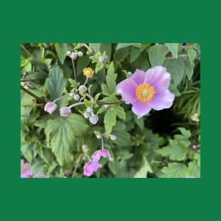 Cambria Lavender T-Shirt