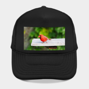 Hungry Northern Cardinal Searching For Food Hat
