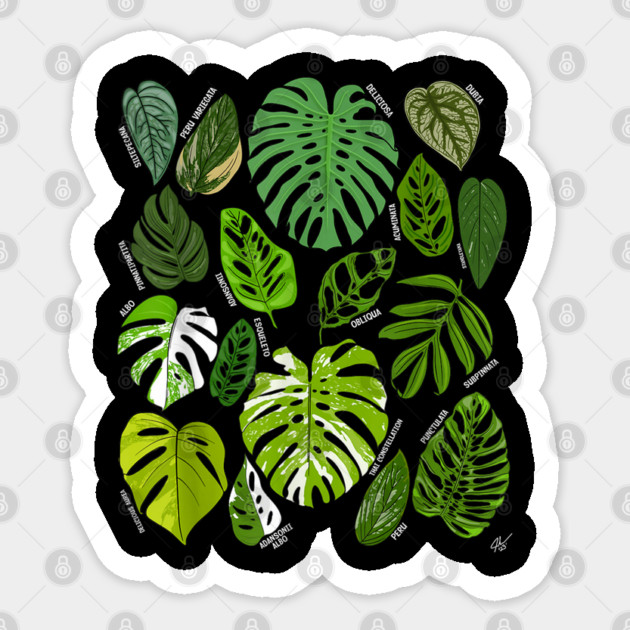 Monstera Varieties Albo Deliciosa Thai Con Plant Lover Sticker by DiffusArt