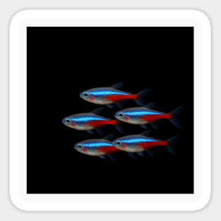Neon tetra fish. Sticker