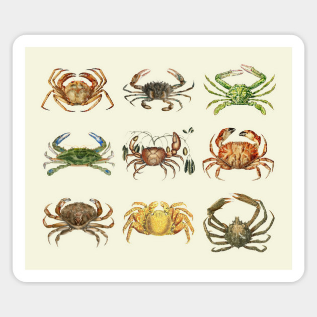 Vintage Crab Illustration Ocean Animal Marine Biology Coastal Art Magnet by Yesteeyear