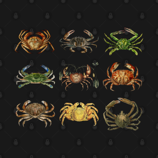 Vintage Crab Illustration Ocean Animal Marine Biology Coastal Art by Yesteeyear