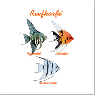 Angelfish Trio Posters and Art