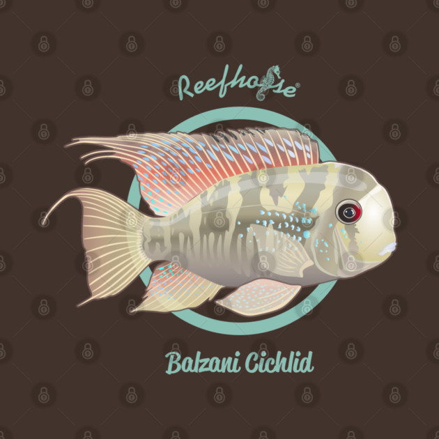 Balzani Cichlid by Reefhorse
