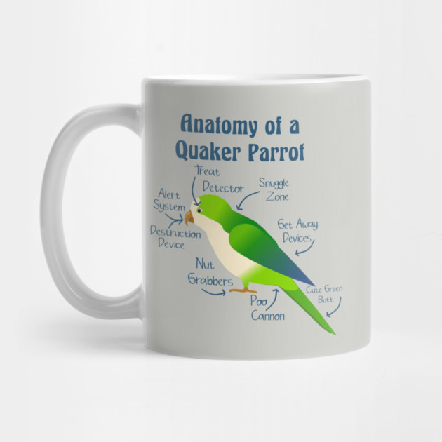 Anatomy of Quaker Parrot Monk Parakeet by Einstein Parrot