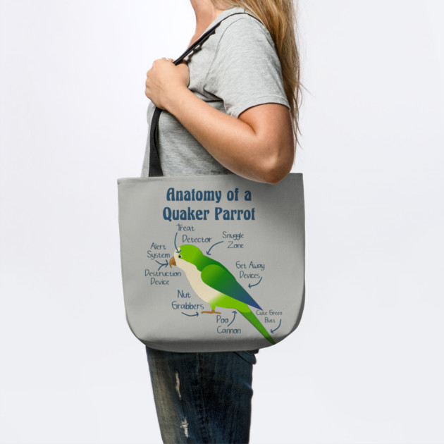 Anatomy of Quaker Parrot Monk Parakeet by Einstein Parrot