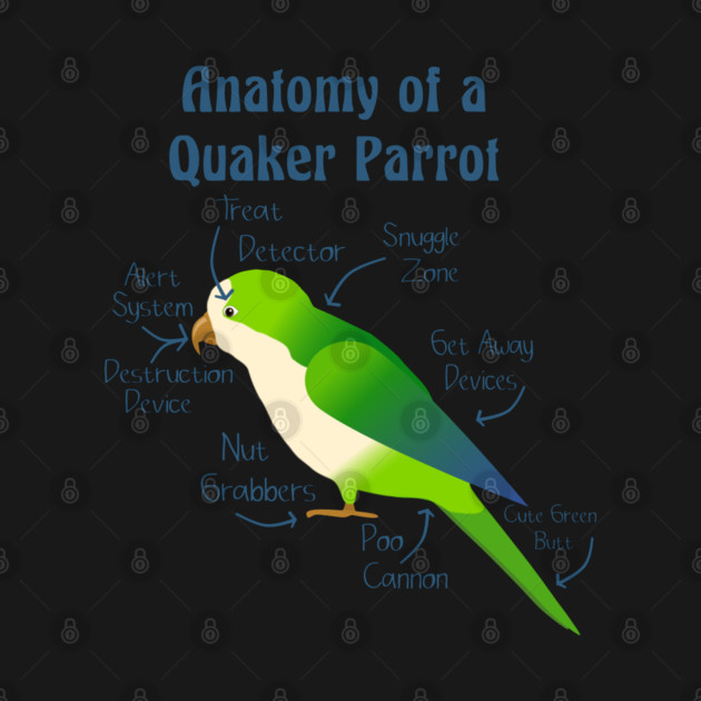 Anatomy of Quaker Parrot Monk Parakeet by Einstein Parrot
