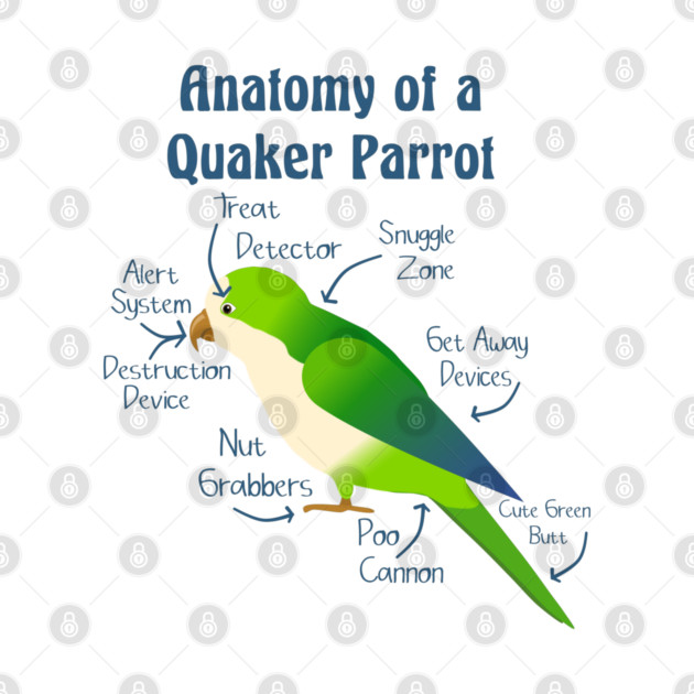 Anatomy of Quaker Parrot Monk Parakeet by Einstein Parrot