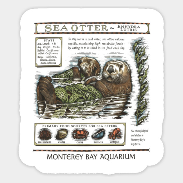 Monterey bay aquarium otter - Sea otter Sticker by ArtistTee ⭐⭐⭐⭐⭐
