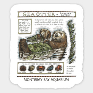 Monterey bay aquarium otter - Sea otter Magnet