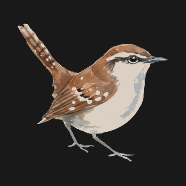 Carolina Wren – Charming Backyard Songbird by DonWillisJrArt