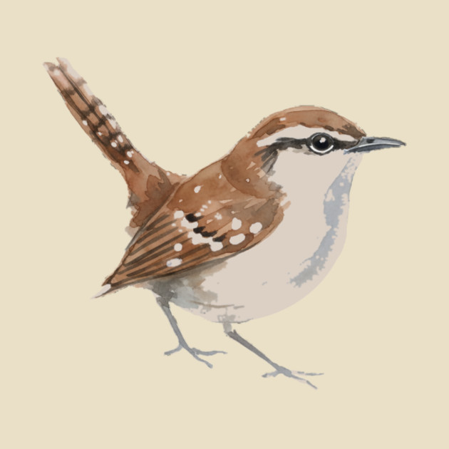 Carolina Wren – Charming Backyard Songbird by DonWillisJrArt