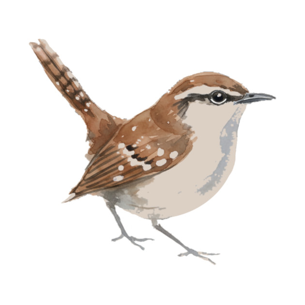 Carolina Wren – Charming Backyard Songbird by DonWillisJrArt