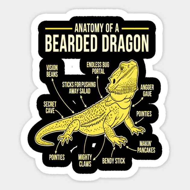 Anatomy of a Bearded Dragon Magnet by OUTFITPAW
