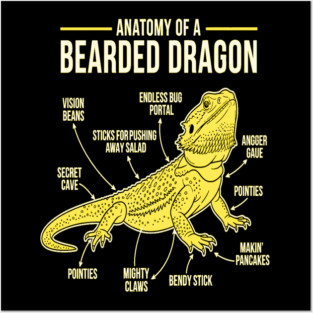 Anatomy of a Bearded Dragon Posters and Art