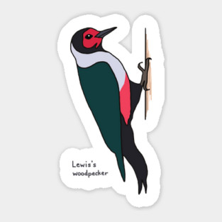 Lewis's woodpecker Sticker