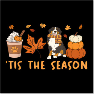 Tis the season, bernese mountain dog, fall pumpkin coffee Posters and Art