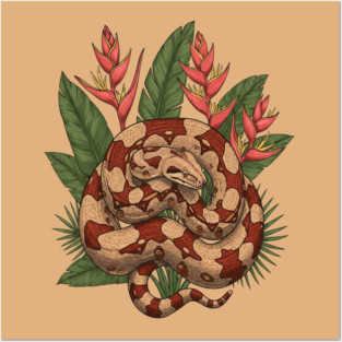 Boa Constrictor with Jungle Heliconia Posters and Art