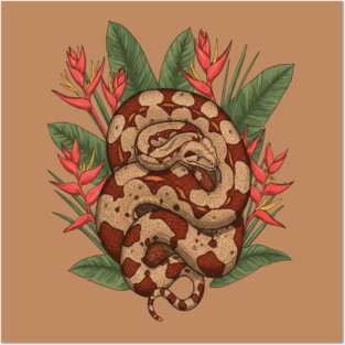 Boa Constrictor Resting in Tropical Leaves Posters and Art