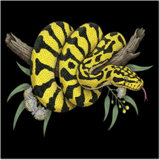 Yellow Carpet Python with Eucalyptus Leaves Posters and Art