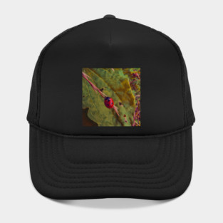 balance Hat