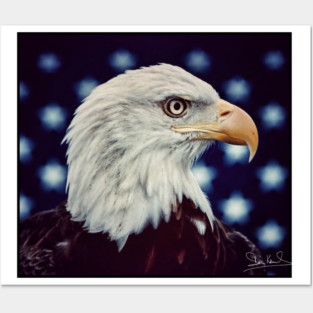 Eagle Symbol of Freedom, Majestic Bird Image Posters and Art