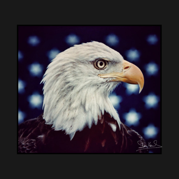 Eagle Symbol of Freedom, Majestic Bird Image by Art2Wear