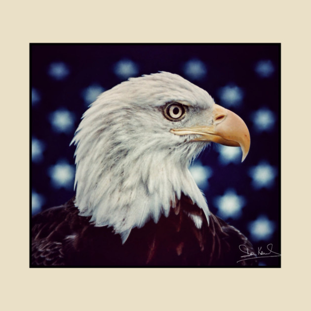 Eagle Symbol of Freedom, Majestic Bird Image by Art2Wear
