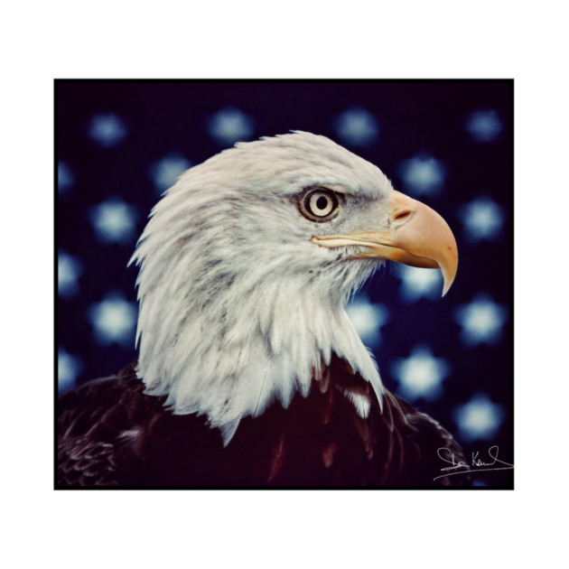 Eagle Symbol of Freedom, Majestic Bird Image by Art2Wear