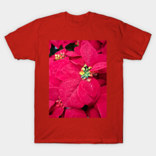 Poinsettia - 1 T-Shirt