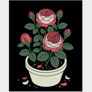 Rose plant in a pot Posters and Art