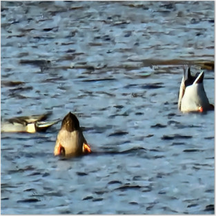 Duck Butts Posters and Art