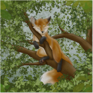 Sleepy Red Fox on a Tree Posters and Art
