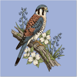 American Kestrel with Bluebells and Dogwood Botanicals Posters and Art