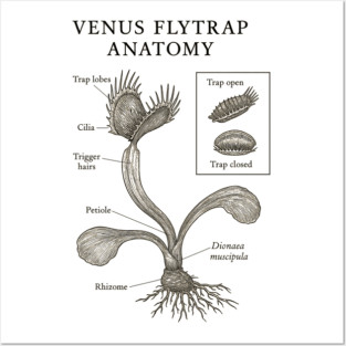 Venus Flytrap Anatomy Posters and Art