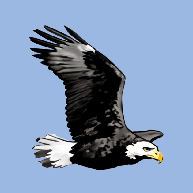 Flying Bald Eagle by DonWillisJrArt
