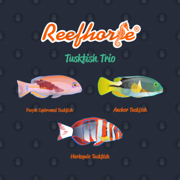 Tuskfish Trio by Reefhorse