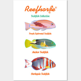 Tuskfish Collection Posters and Art