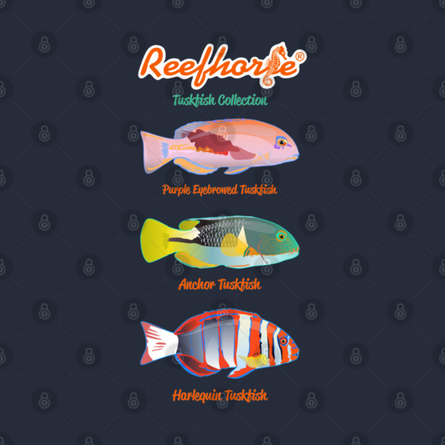 Tuskfish Collection by Reefhorse