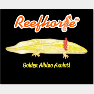 Golden Albino Axolotl Posters and Art