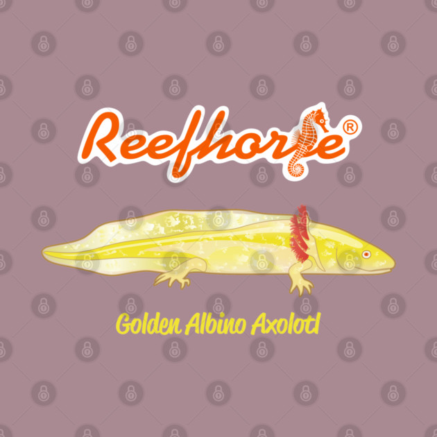 Golden Albino Axolotl by Reefhorse