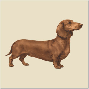 Vintage Dachshund Classic Sausage Dog Art Posters and Art