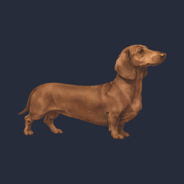 Vintage Dachshund Classic Sausage Dog Art by DonWillisJrArt